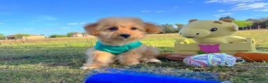 Biscuit