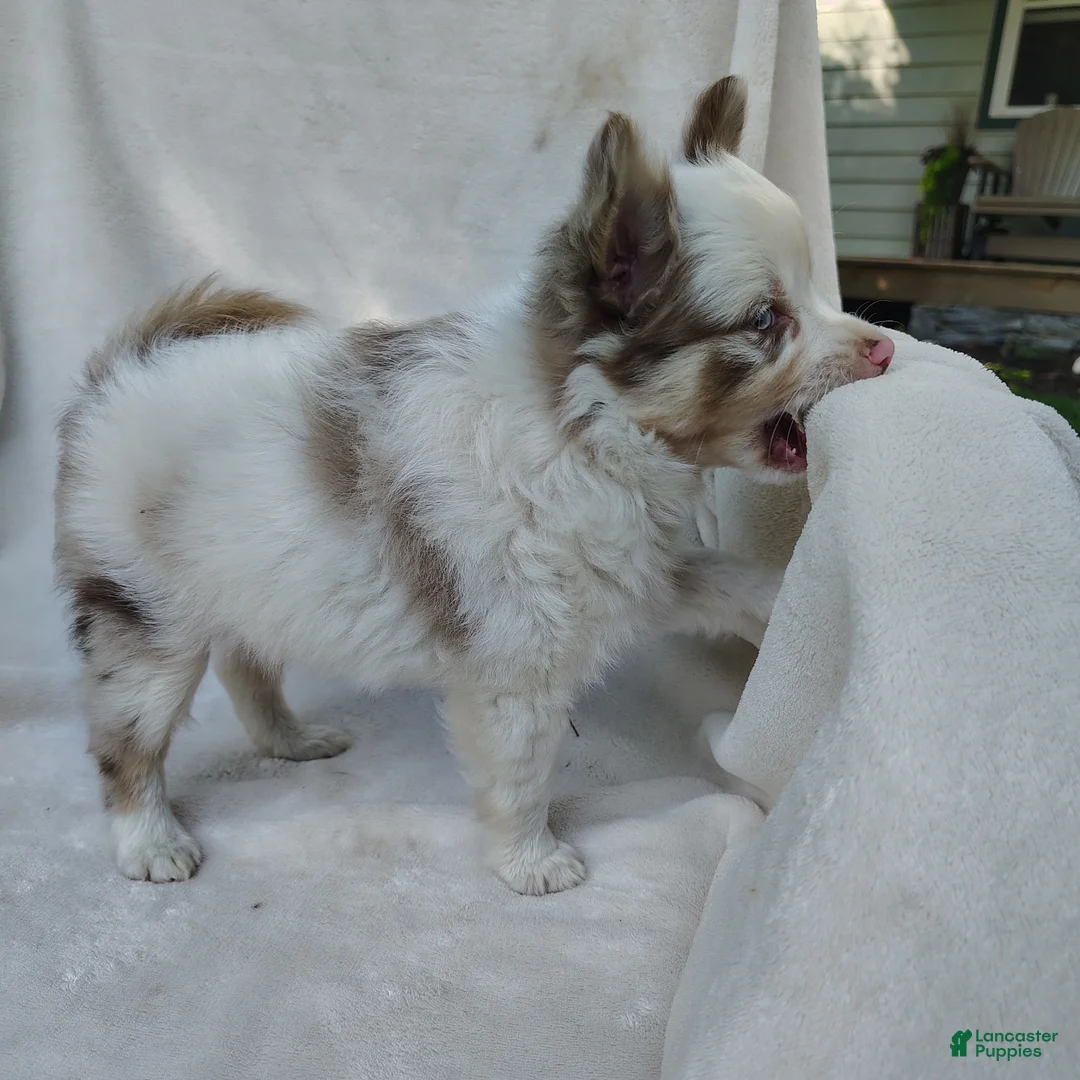 Pomchi dogs for sale: Payday - Ad 1