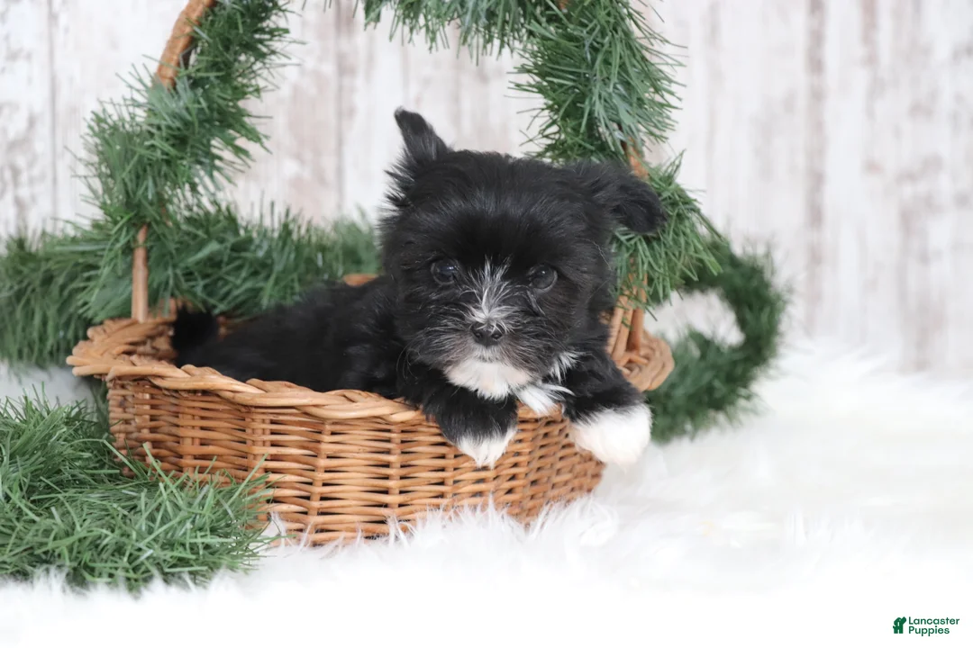 Morkie dogs for sale: Otis  - Ad 3