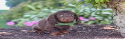 Miniature Dachshund dogs for sale: Lyn - Ad 5