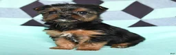 Yorkshire Terrier dogs for sale: Violet - Ad 3