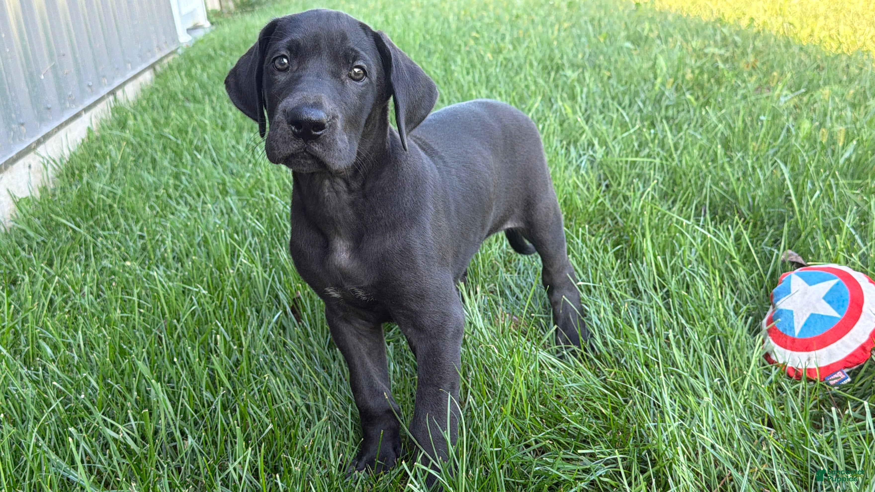 Great Dane dogs Lisa - Ad 1