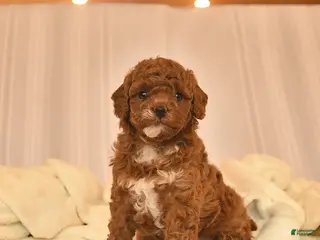 Toy Poodle dogs for sale: Ella - Ad 4