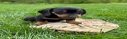 Miniature Dachshund dogs for sale: Hiram - Ad 2