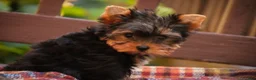 Yorkshire Terrier dogs for sale: Damon Yorkshire Terrier  - Ad 12