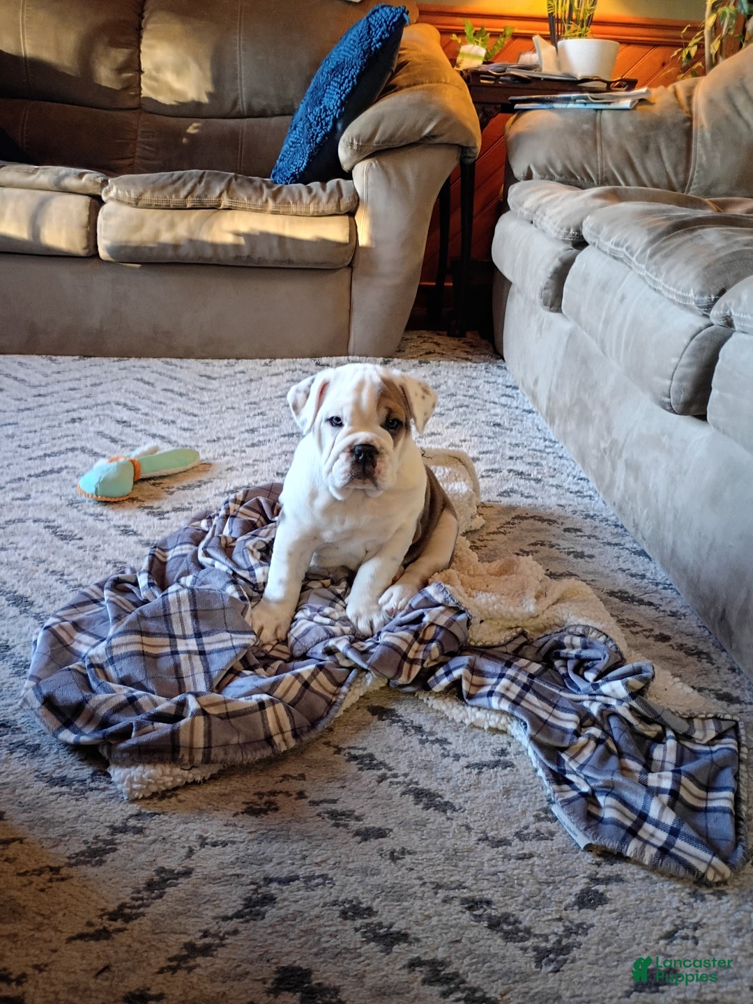 Mixed Breed dogs for sale: Sky - Ad 5