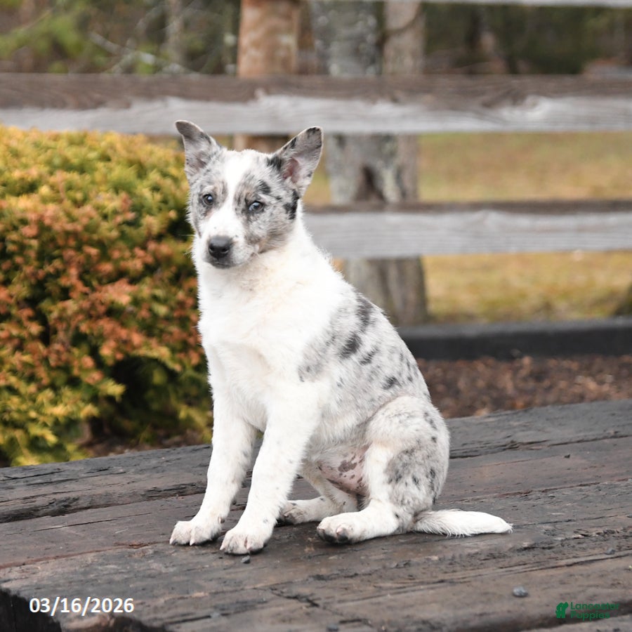 Mixed Breed dogs Darcy - Ad 2