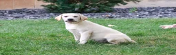 Labrador Retriever dogs for sale: Whitney - Ad 4