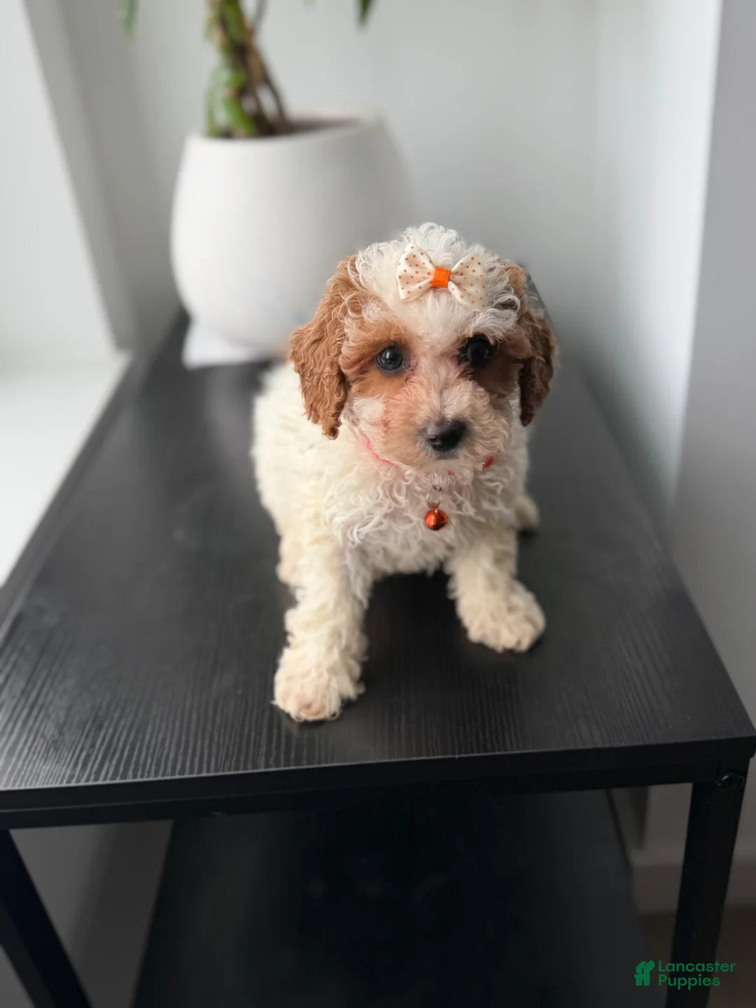 Toy Poodle dogs for sale: Tanya - Ad 3