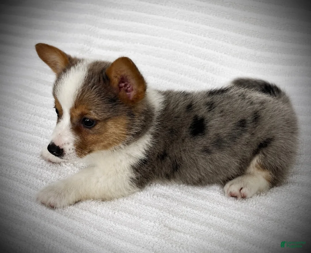 Welsh Corgi Pembroke dogs for sale: Barb - Ad 3