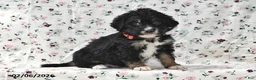 Bernedoodle dogs for sale: Asher - Ad 4