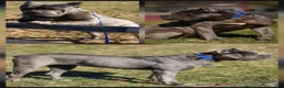 Cane Corso dogs for sale: Shuri - Ad 6
