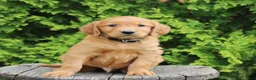 Mixed Breed dogs for sale: Wade  - Ad 4