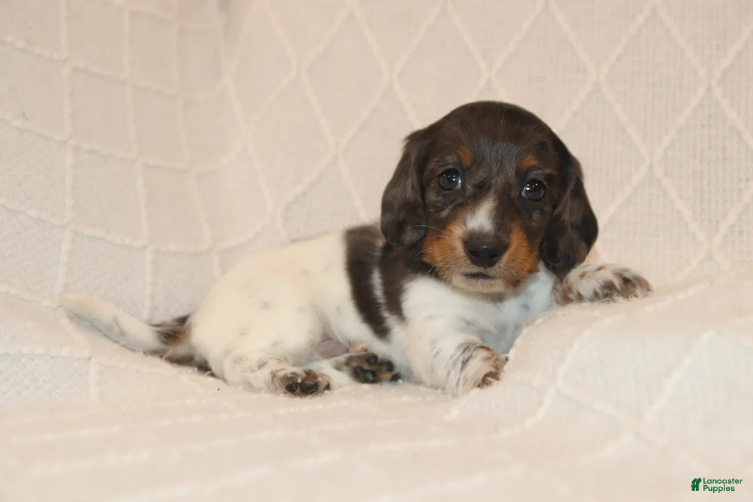 Miniature Dachshund dogs for sale: Milo - Ad 2