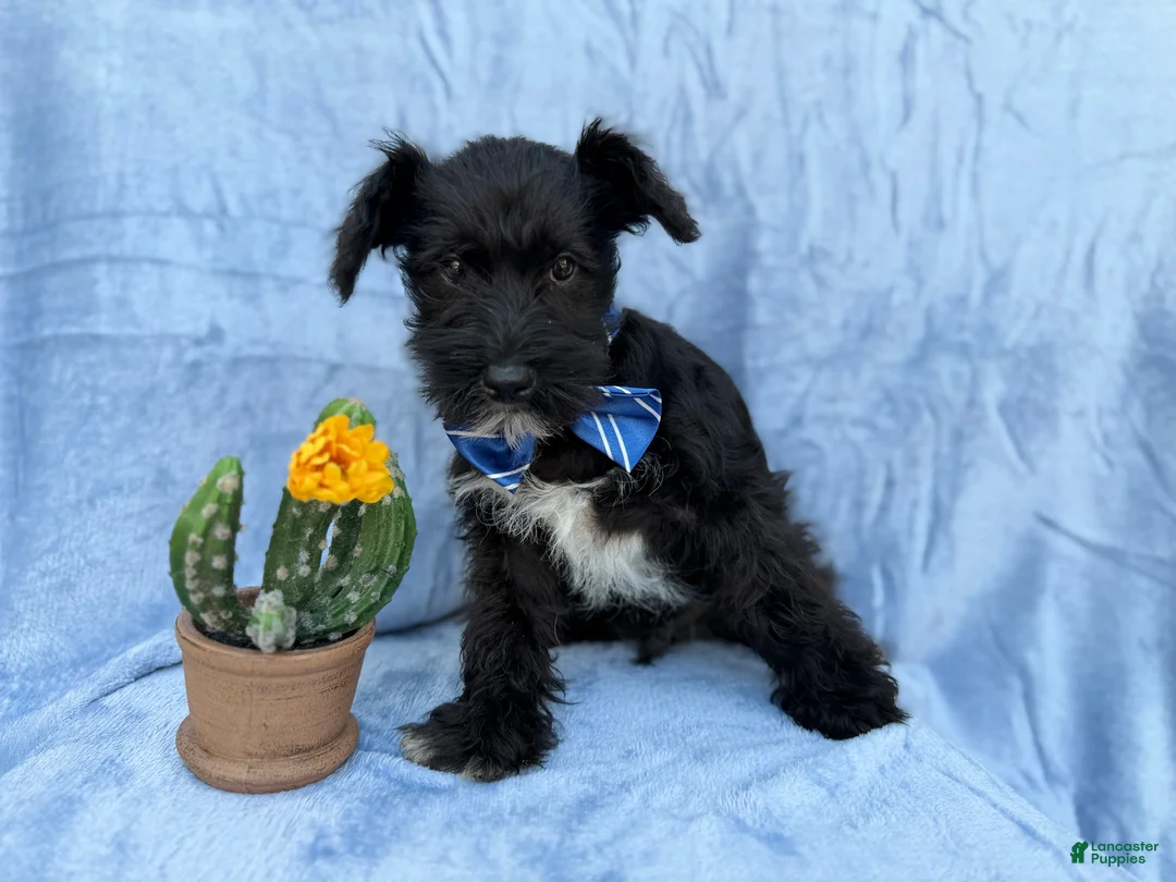 Miniature Schnauzer dogs for sale: Goose - Ad 7