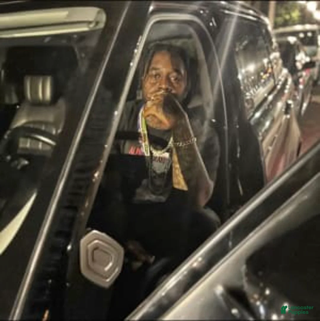 Gallery Image {{count}}