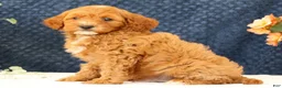 Cavapoo dogs for sale: AJ - Ad 8