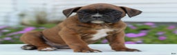 Boxer dogs for sale: Denver  - Ad 3