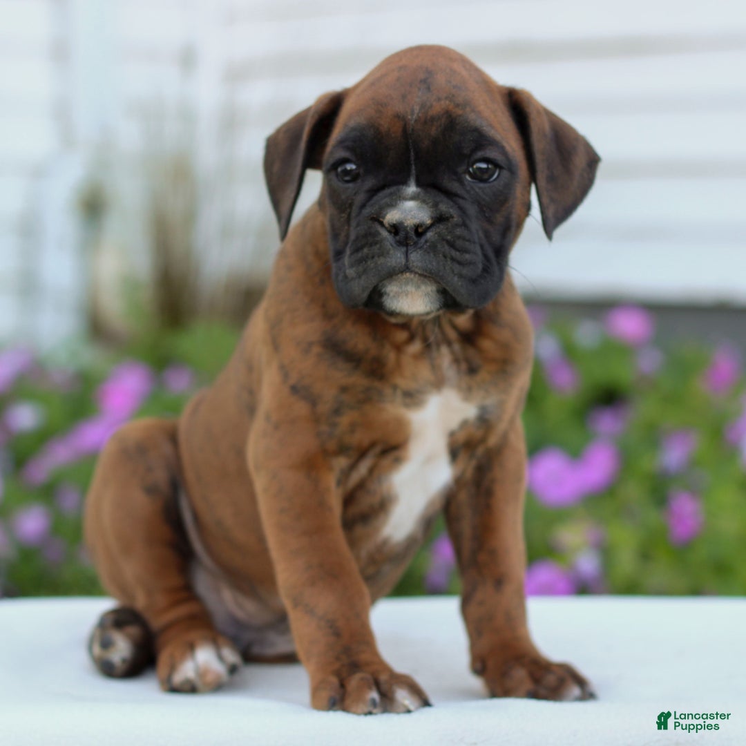 Boxer dogs for sale: Denver  - Ad 3