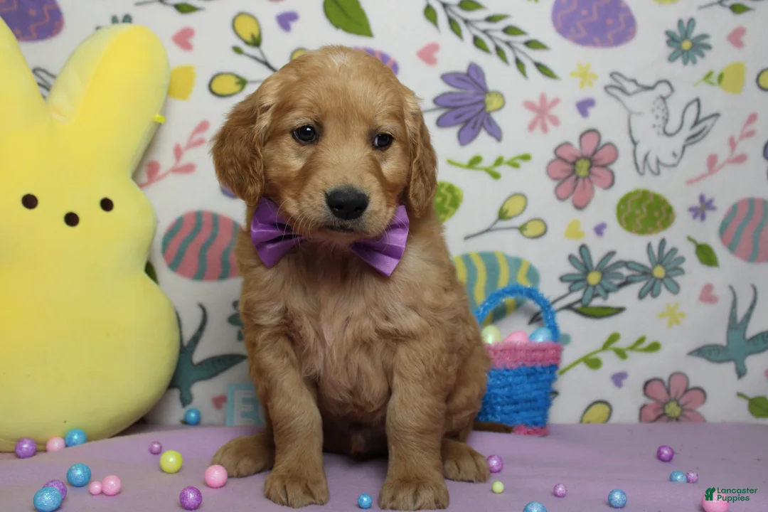 Golden Retriever dogs for sale: Benji - Ad 9