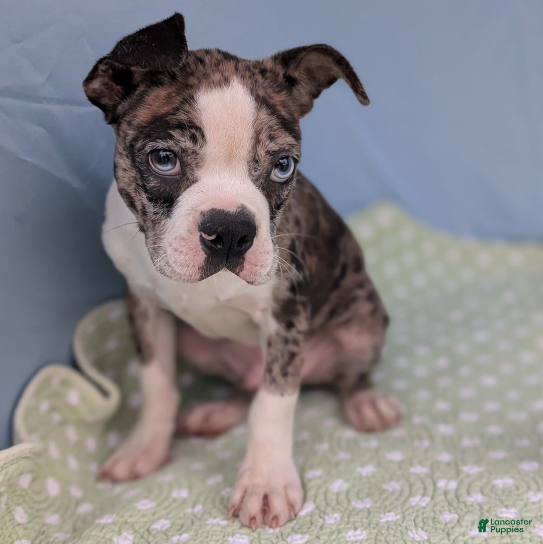 Boston Terrier dogs for sale: Merlin - Ad 7