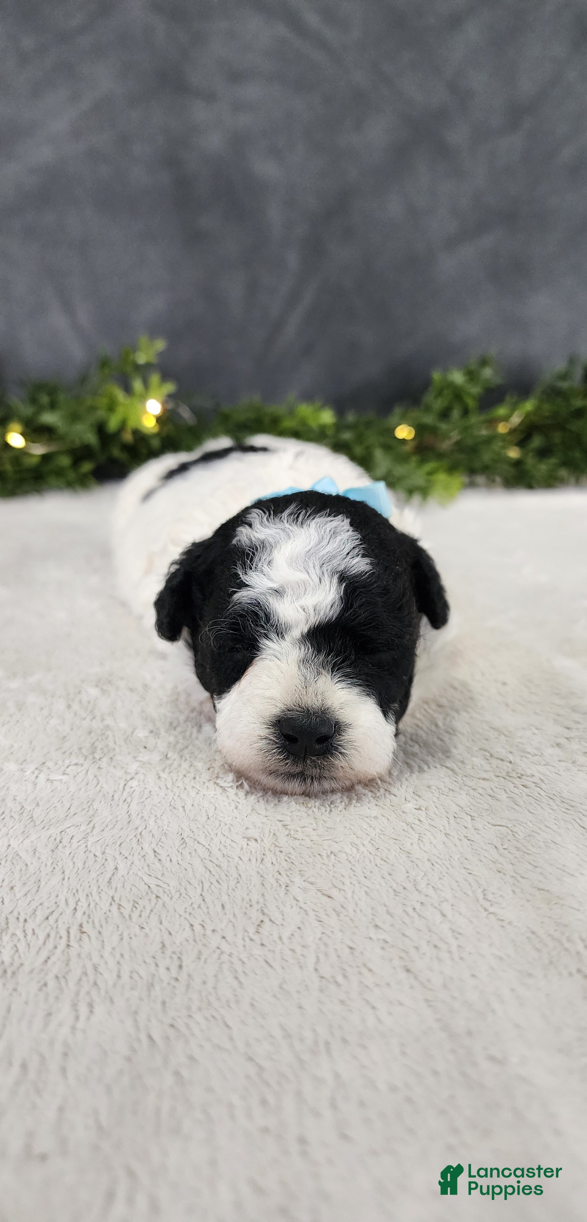 Miniature Poodle dogs for sale: Milo - Ad 4