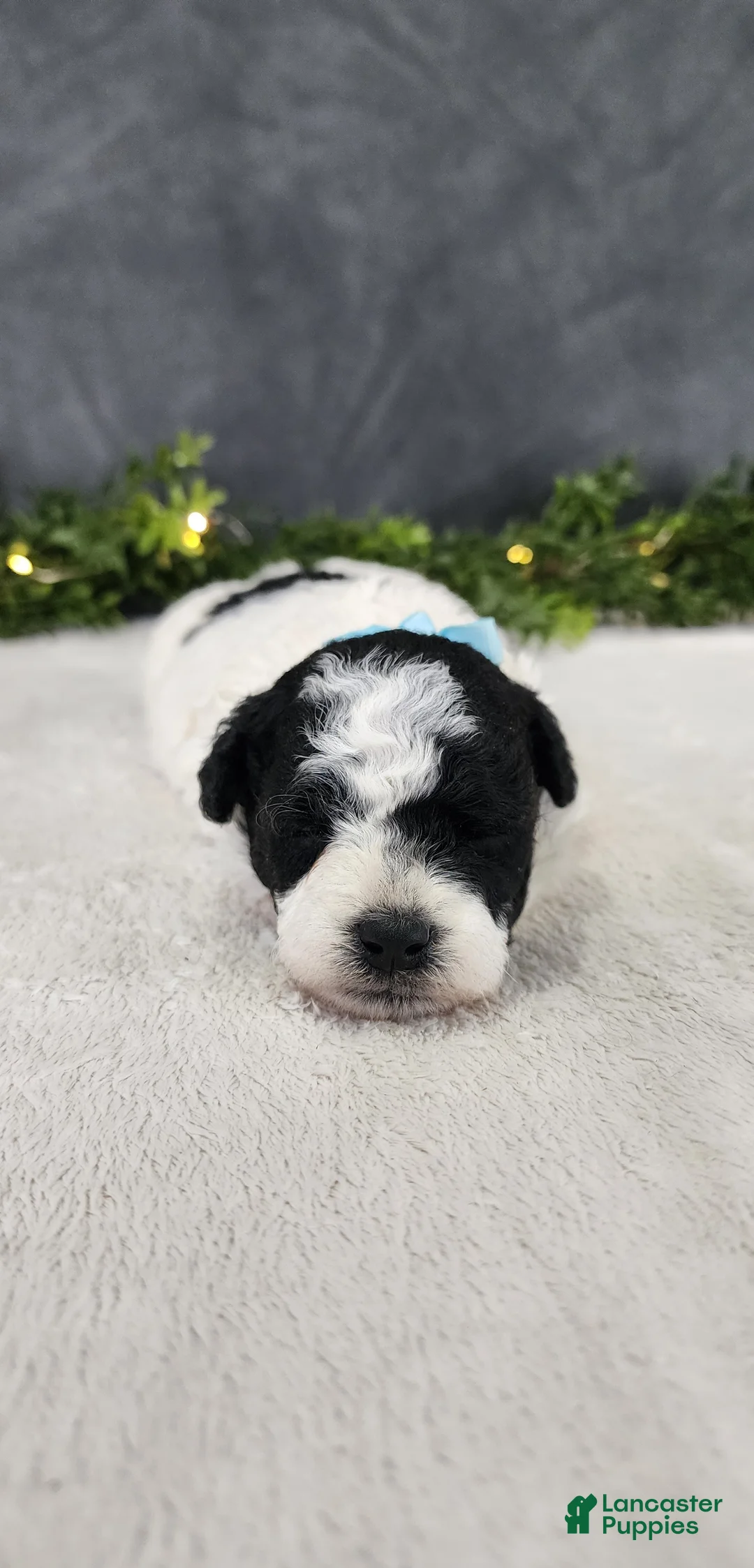 Miniature Poodle dogs for sale: Milo - Ad 1