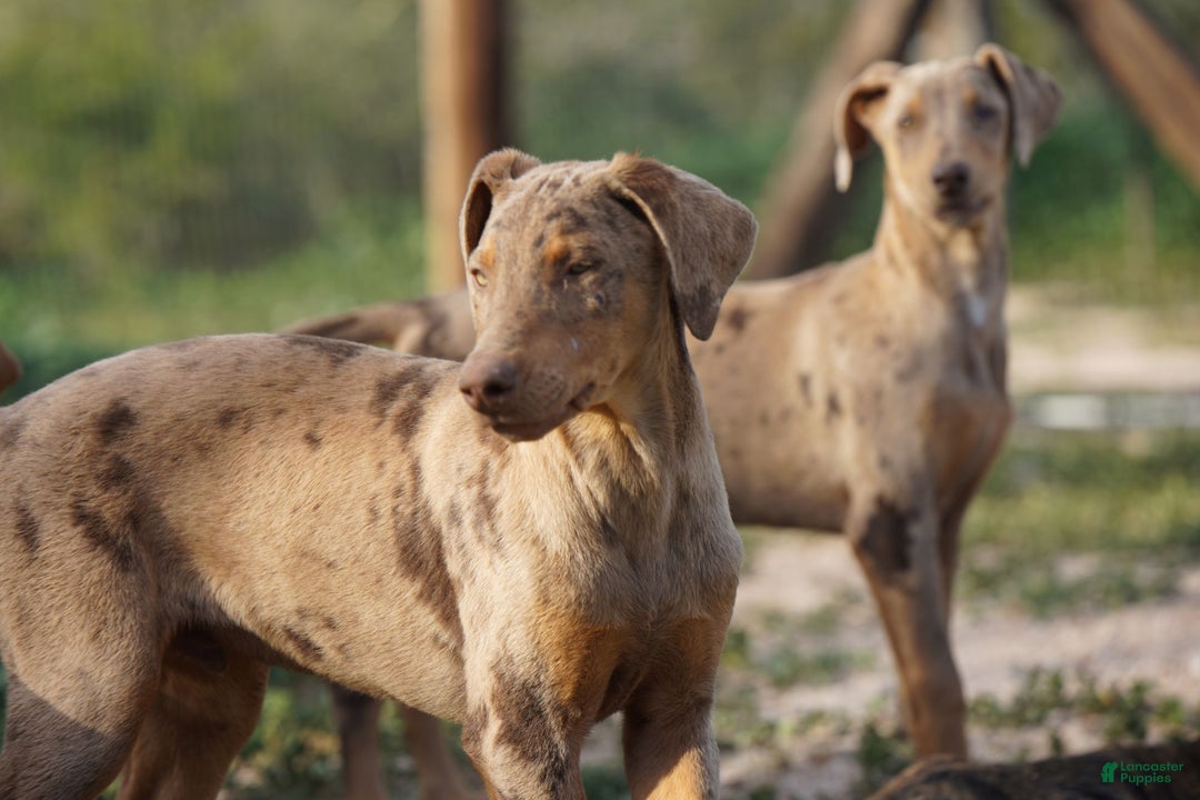 Mixed Breed dogs for sale: Lilac Fawn Merle M1 RT - Ad 31