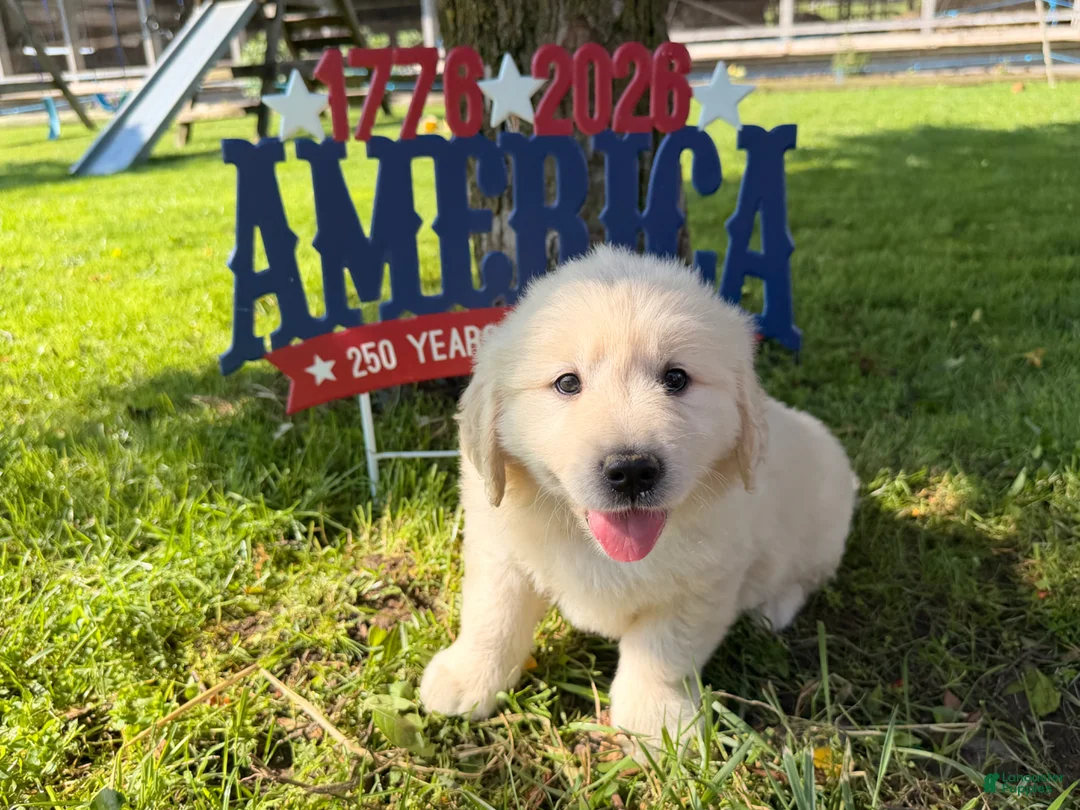 Golden Retriever dogs for sale: Pickle  - Ad 1