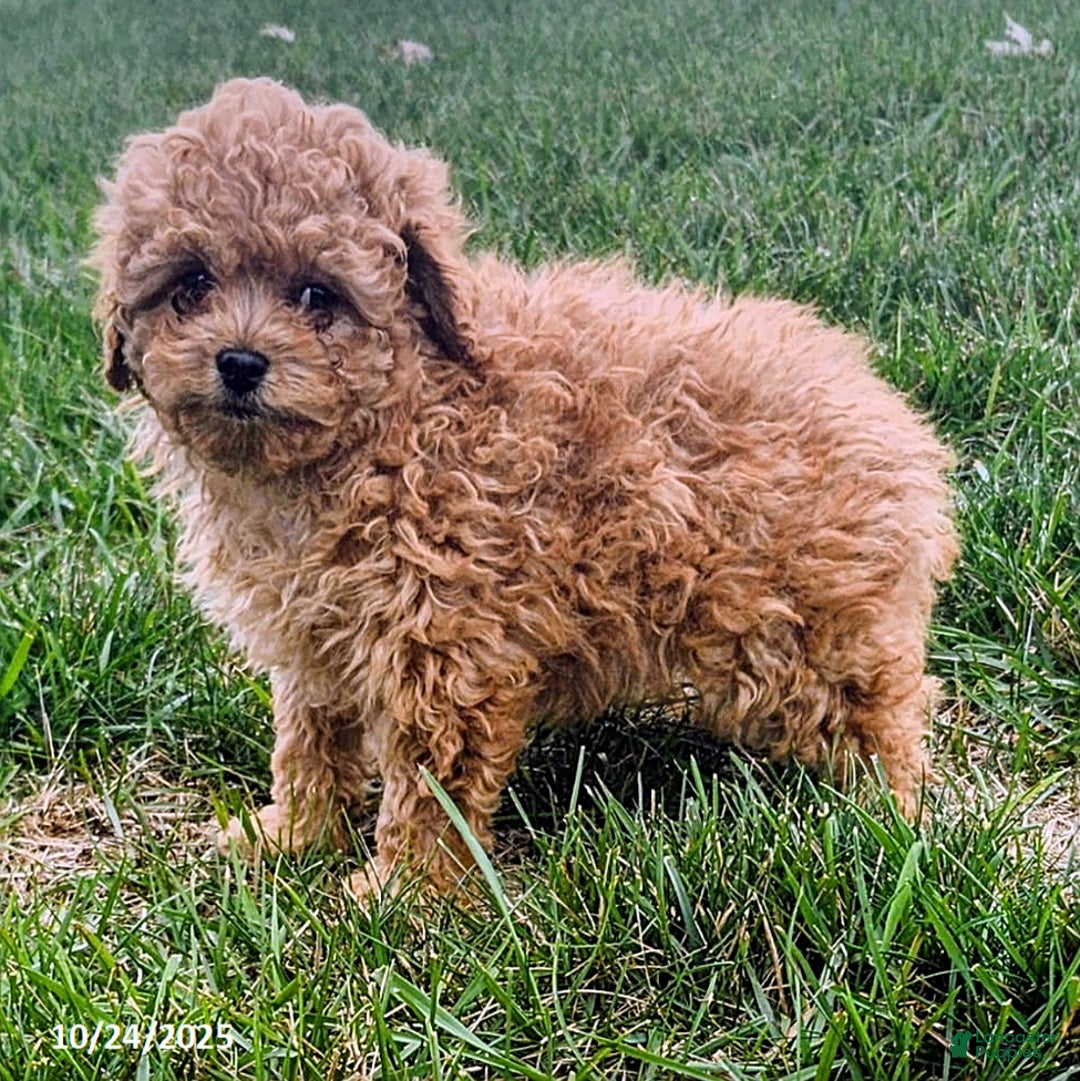Cavapoo dogs for sale: Jake - Ad 10
