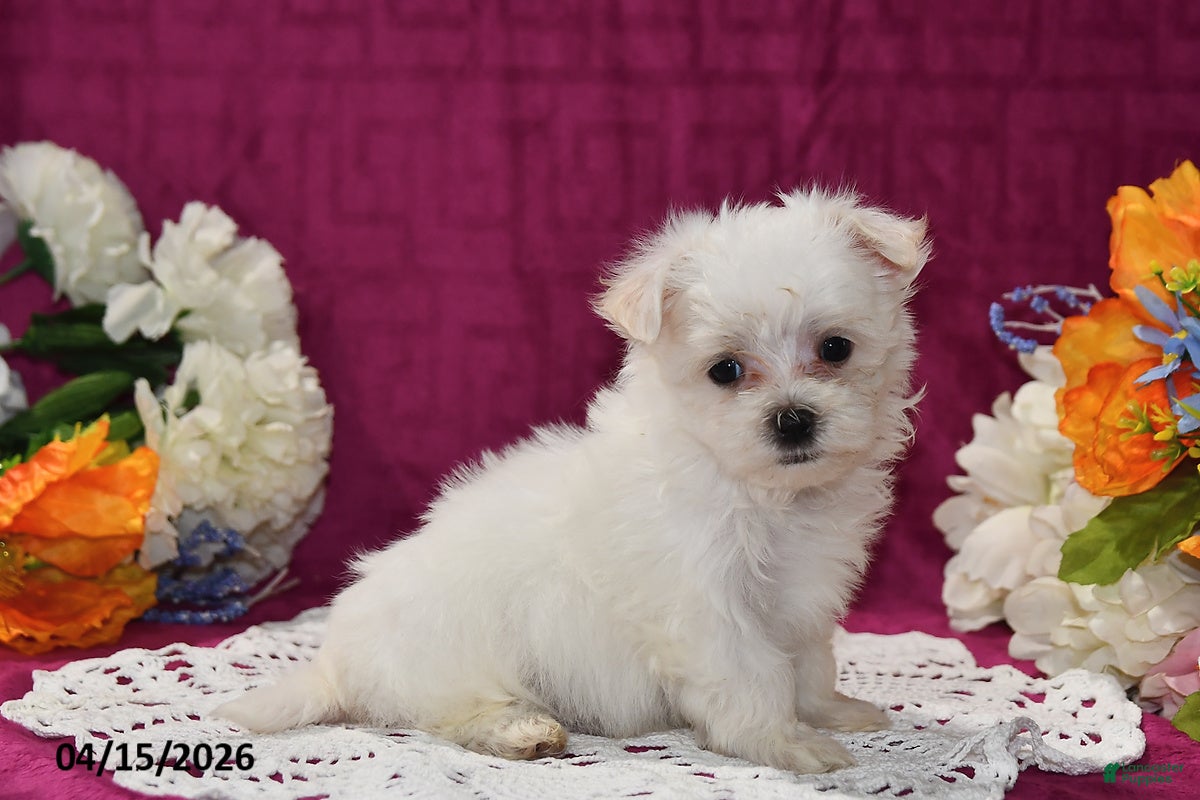 Maltese dogs Ollie - Ad 1