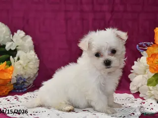 Maltese dogs for sale: Ollie - Ad 2