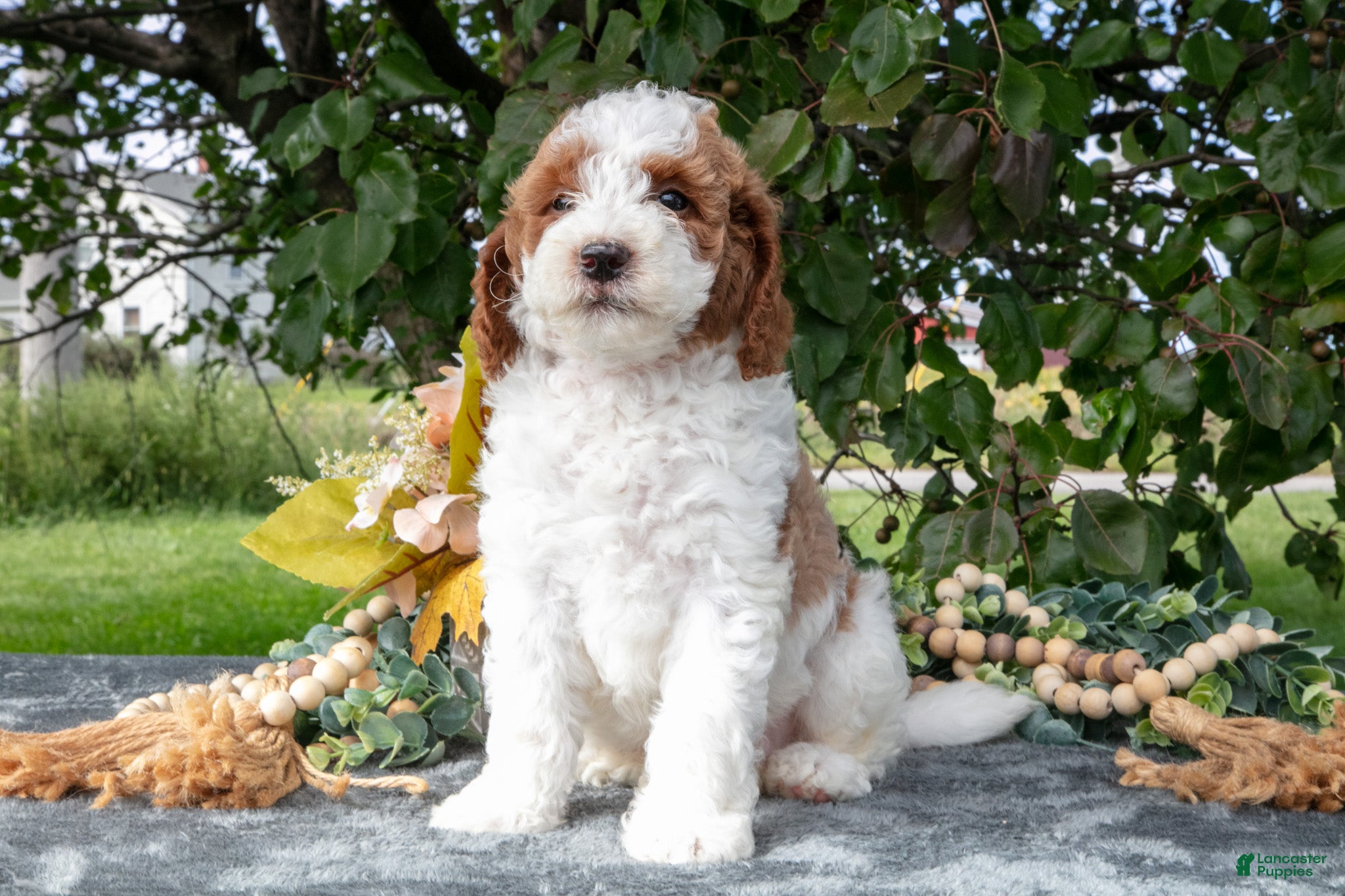 Miniature Poodle dogs Tyson - Ad 2