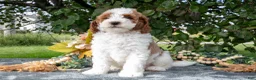 Miniature Poodle dogs for sale: Tyson - Ad 2