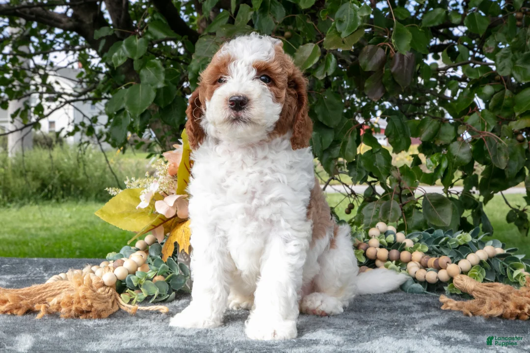 Miniature Poodle dogs for sale: Tyson - Ad 2