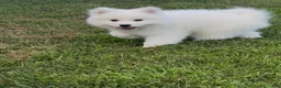 Samoyed dogs for sale: Nimbus  - Ad 9