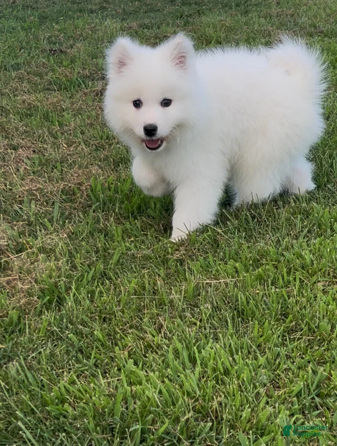 Samoyed dogs for sale: Nimbus  - Ad 9