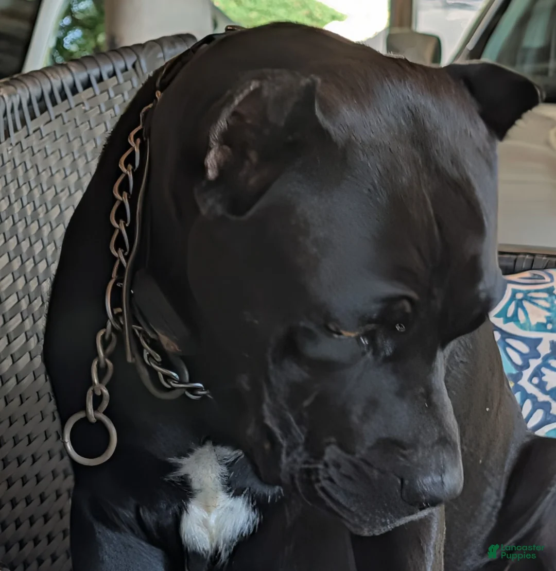Cane Corso dogs for sale: Cane Corso 7 - Ad 6