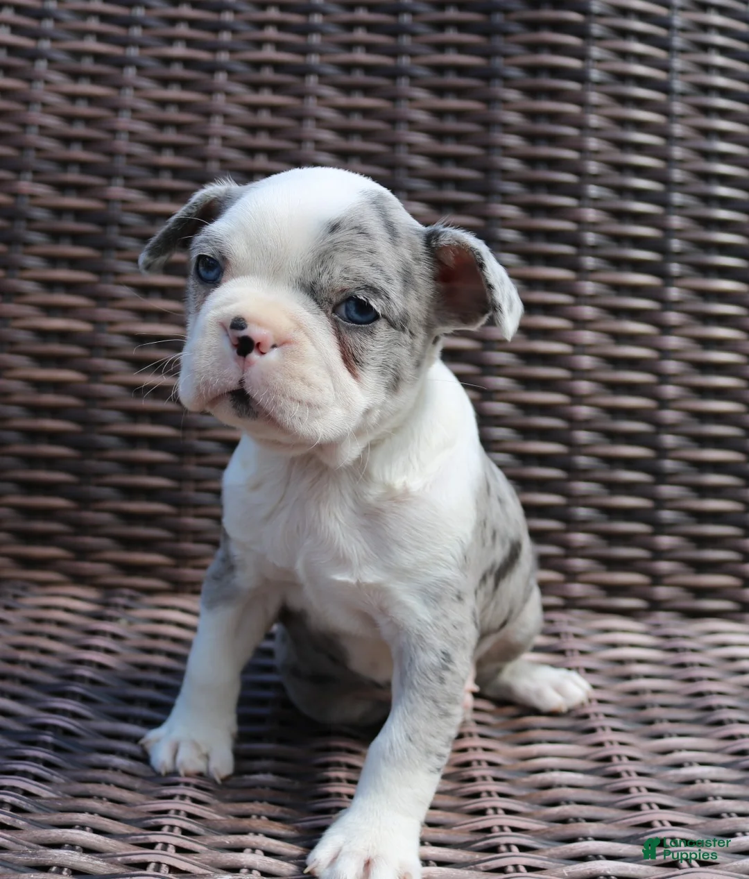 Boston Terrier dogs for sale: Cooper - Ad 1