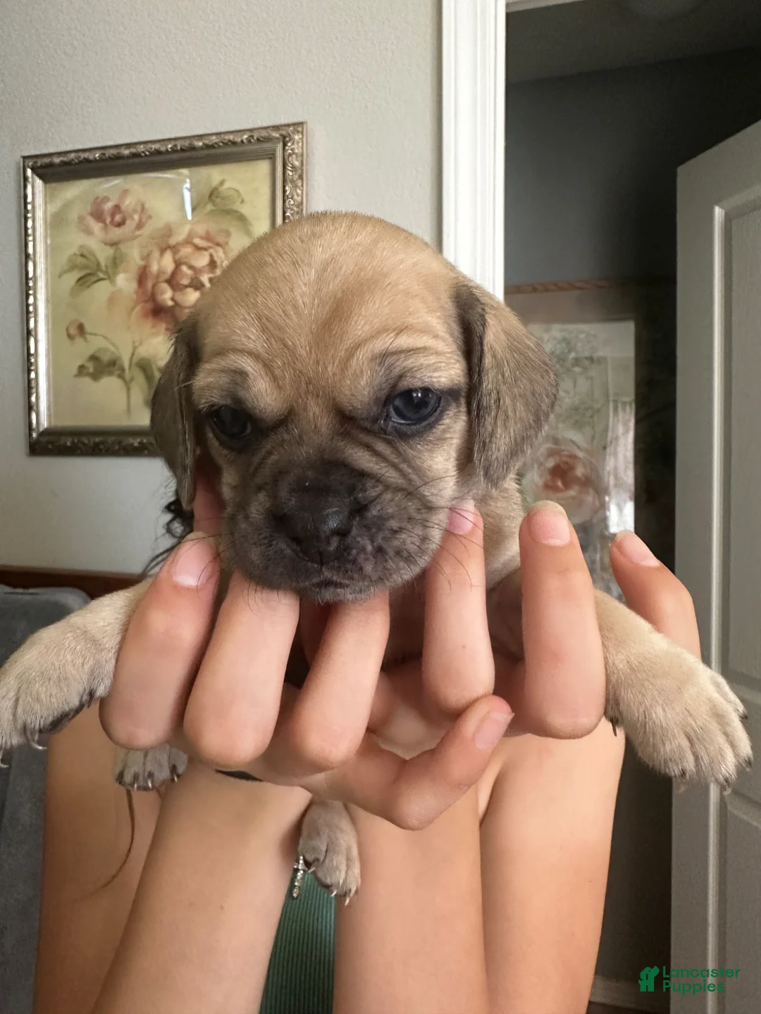 Mixed Breed dogs for sale: Mixed Breed Puppy 3 - Ad 12