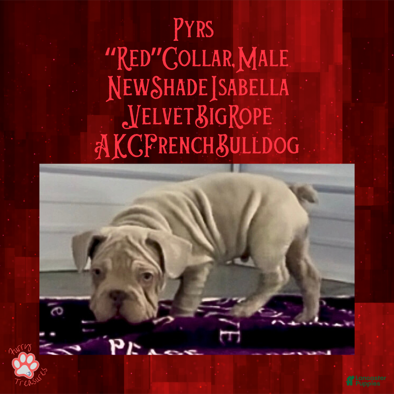 French Bulldog dogs Pyrs “Red Collar” Male - Ad 25