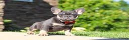 French Bulldog dogs for sale: Bentley - Ad 4
