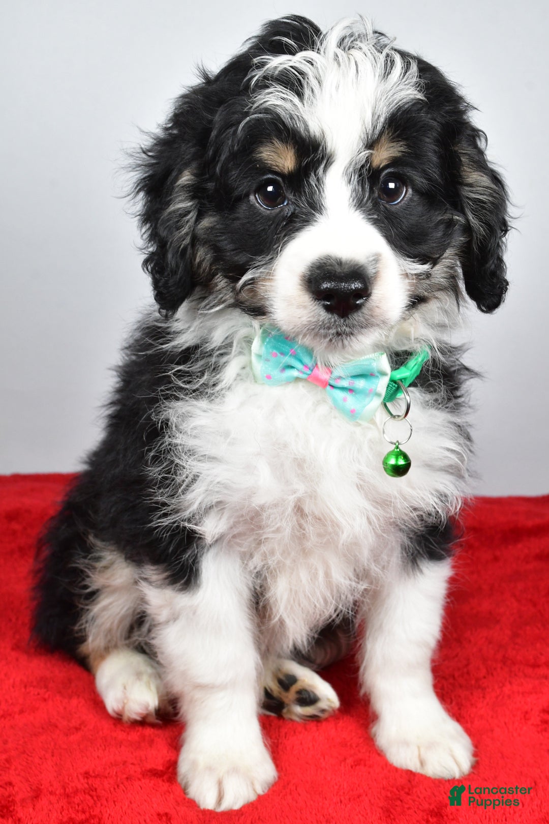 Mini Aussiedoodle dogs for sale: Lukas - Ad 1