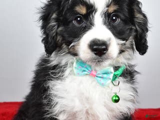 Mini Aussiedoodle dogs Lukas - Ad 33