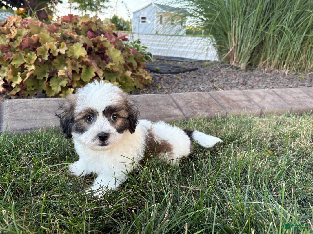 Mixed Breed dogs for sale: Lhasa/Coton male 4 - Ad 2