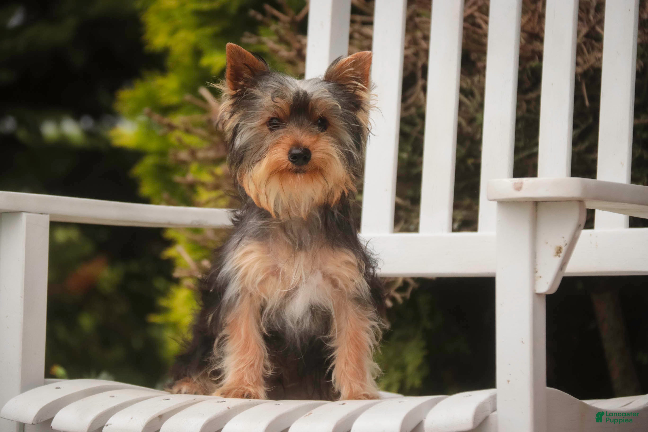 Yorkshire Terrier dogs Junior - Ad 1