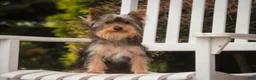Yorkshire Terrier dogs for sale: Junior - Ad 7