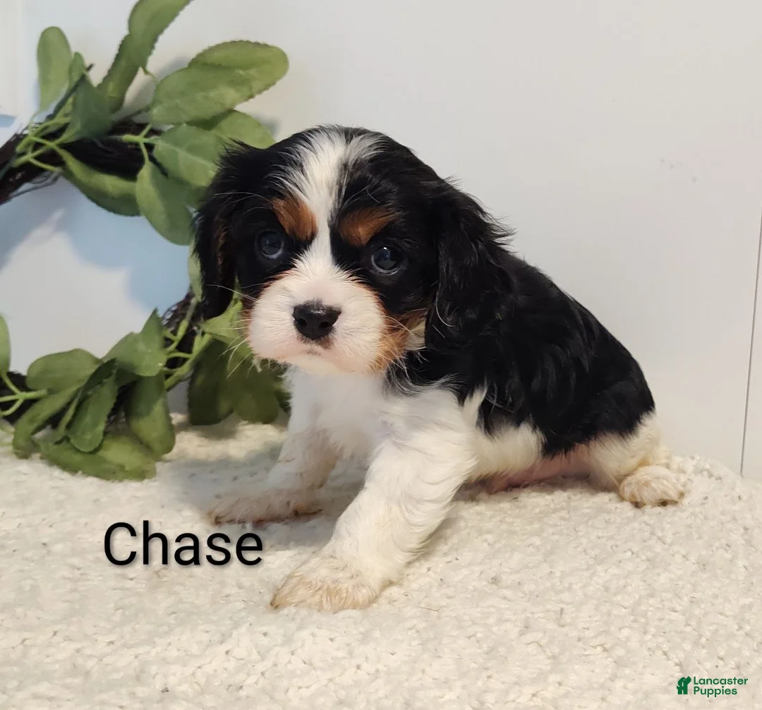 Cavalier King Charles Spaniel dogs for sale: Chase - Ad 2
