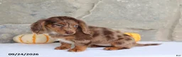 Miniature Dachshund dogs for sale: Tina - Ad 4