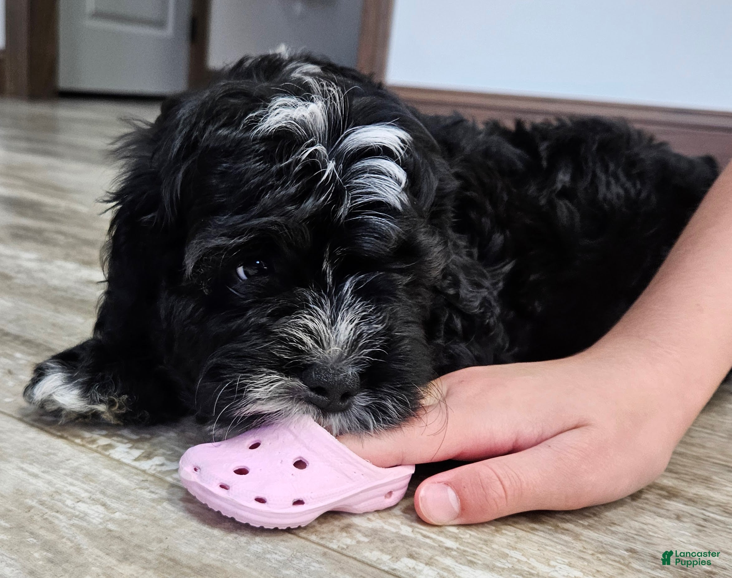 Mini Bernedoodle dogs Carrie - Ad 2